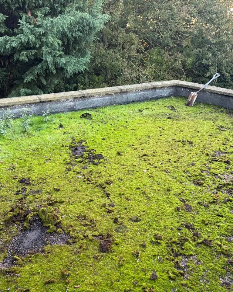 Old parapet flat roof covered in moss and holding water before replacement